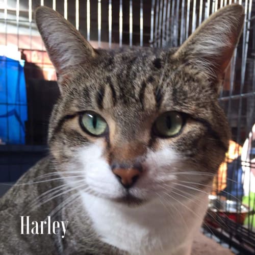 Harley (Meet me at Nelly's Ark - Fairfield)