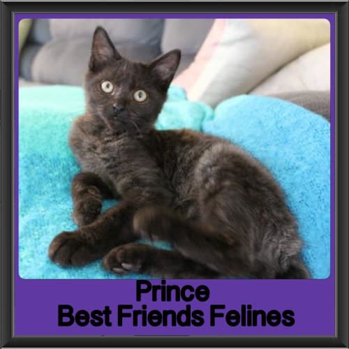 Prince 