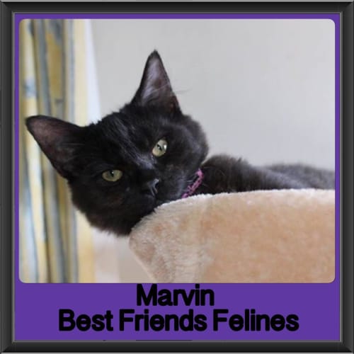 Marvin