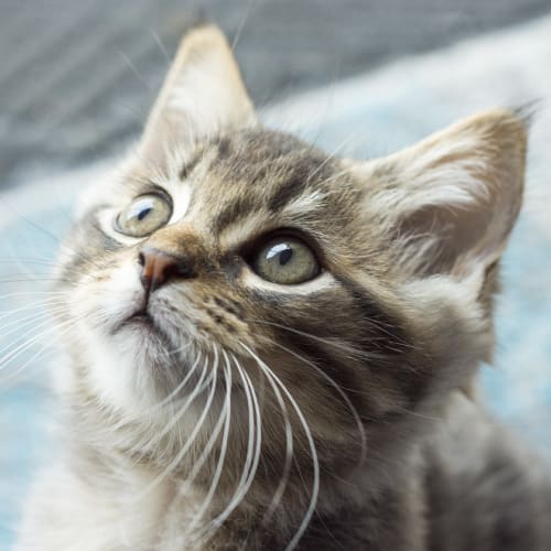 James Bond **2nd Chance Cat Rescue**