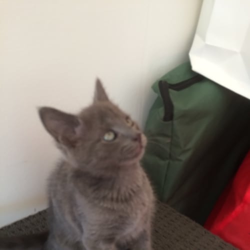 Pugsly *2ndChance Cat Rescue*