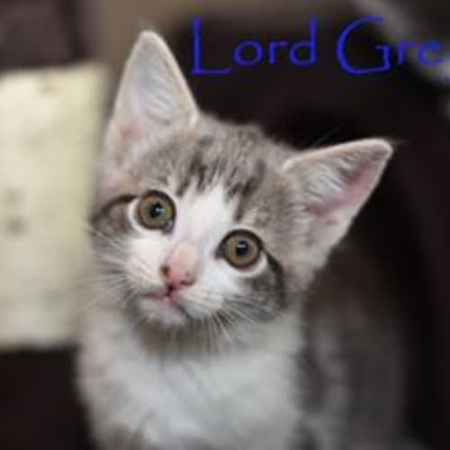 Lord Grey ***2nd Chance Cat Rescue***