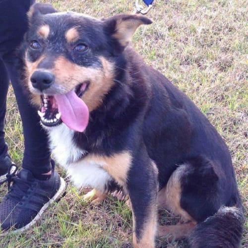 Tails ~ Kelpie X (On trial 23/7/2017)