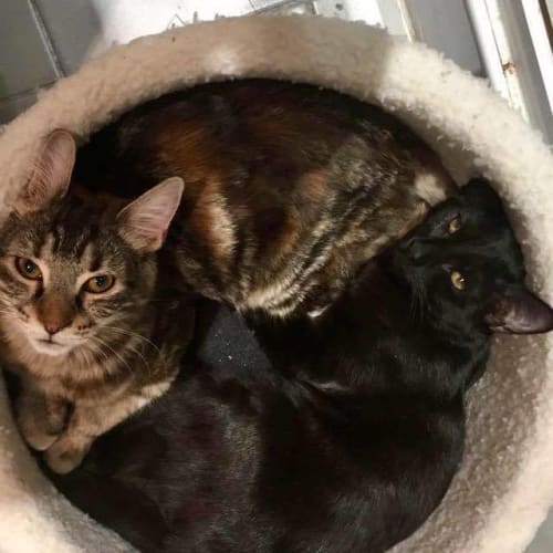 Flash - All black and super fast!