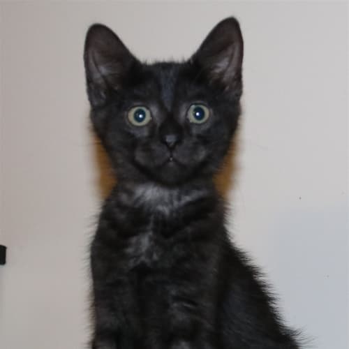 Sooty E1390