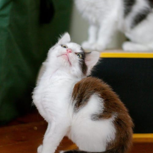 Mr Moo *2nd Chance Cat Rescue*