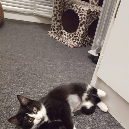 Edith **2nd Chance Cat Rescue**