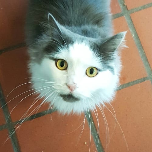 Archie