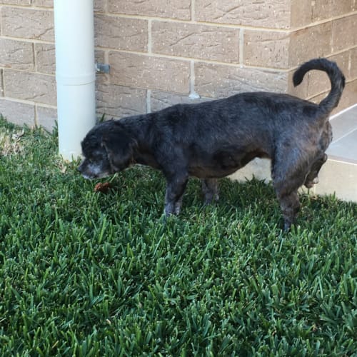 Bentley ~ Shih Tzu x Maltese (On trial 23/7/17)
