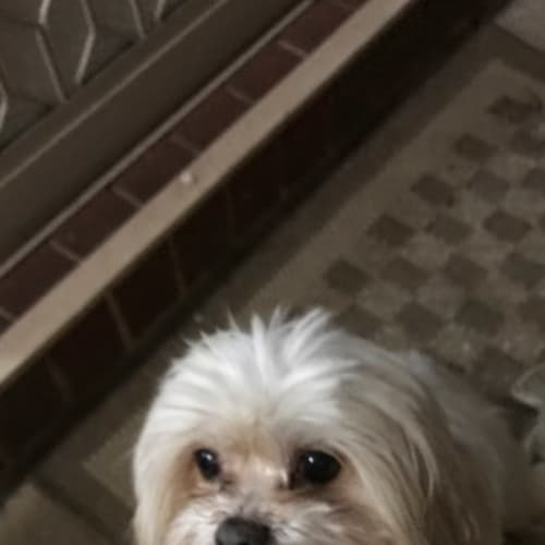 whiskey *** dog, cat and rabbit friendly