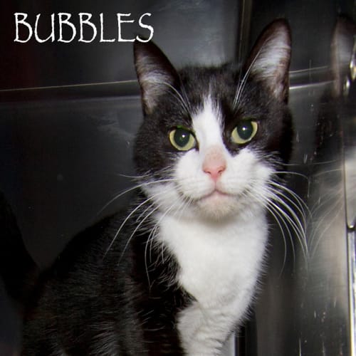 Bubbles