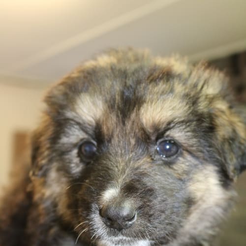 Kasha