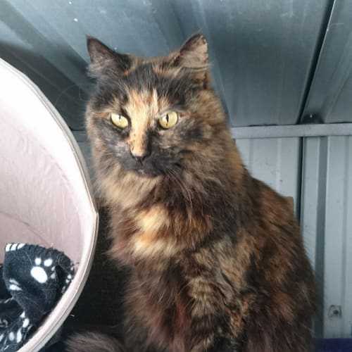 Pippi @ The Pet House Tuggerah