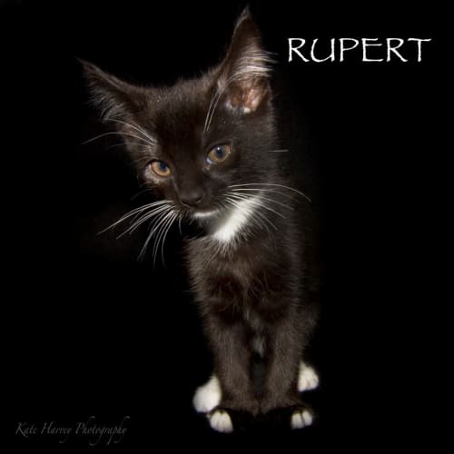 Rupert