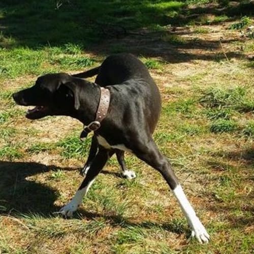 Brandy