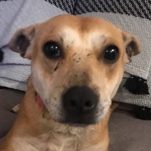 Daisy