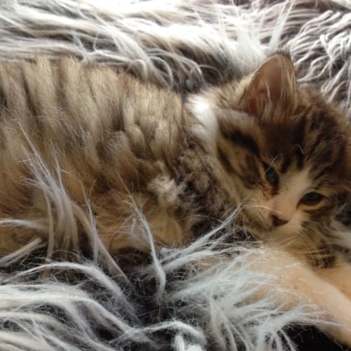 Cotton Candy *2nd Chance Cat Rescue*