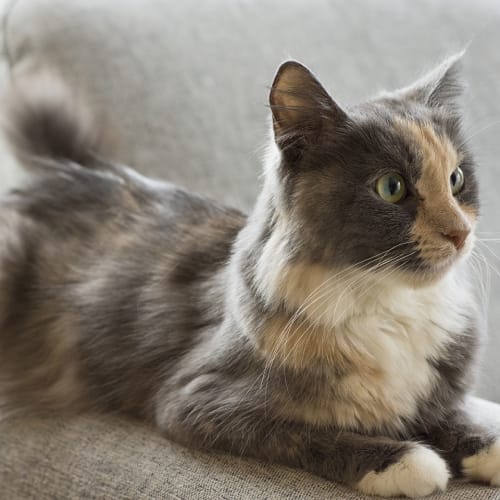 Pandora **2nd Chance Cat Rescue**