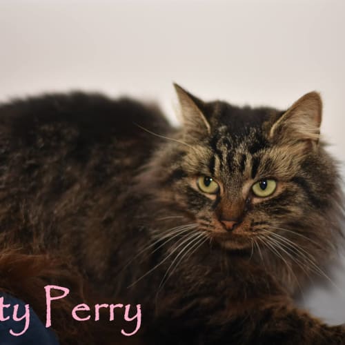 Katty Perry **2nd Chance Cat Rescue**