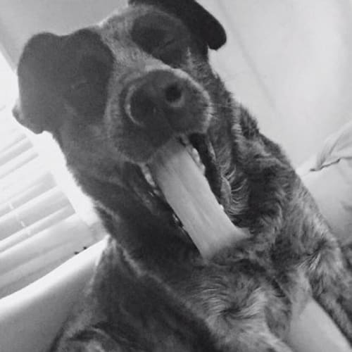 Buddy ~ Blue Heeler (adopted Aug 2017)
