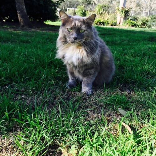Willow