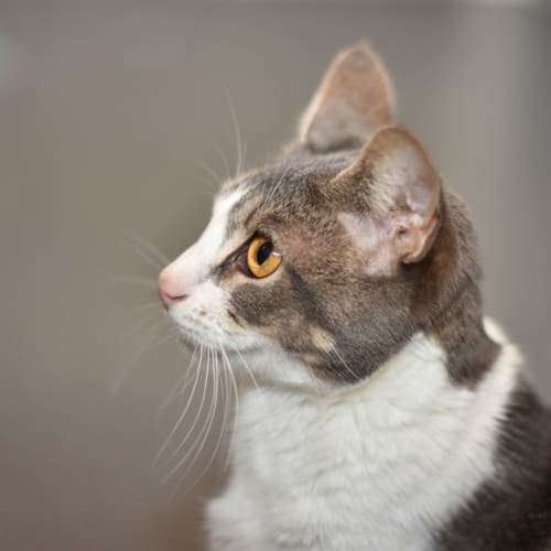 Lady Grey ***2nd Chance Cat Rescue***