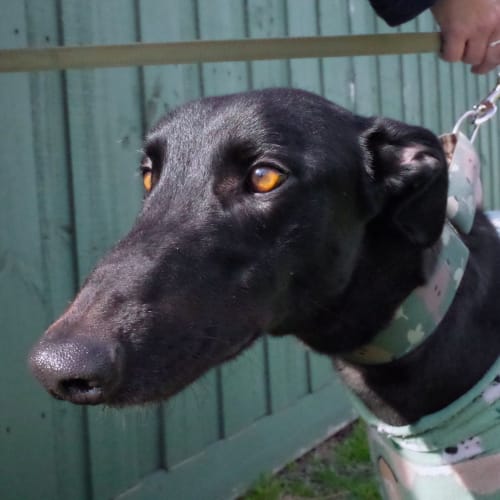 “Jim”, Unbridled Affection. Melbourne