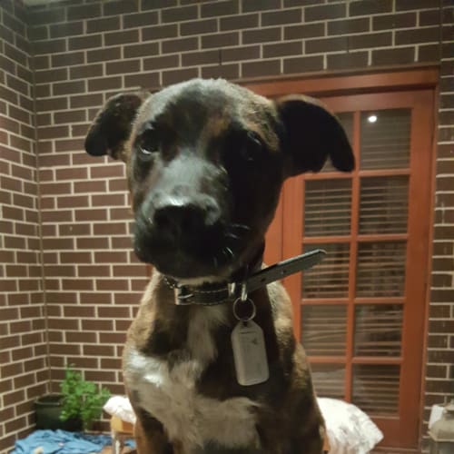 Sophie