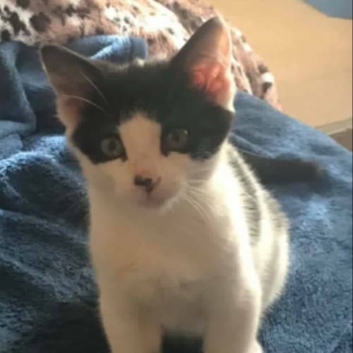 Domino