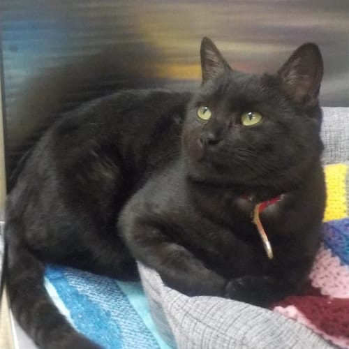 Blackie