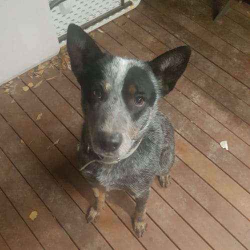 Louie **Adoption Pending**