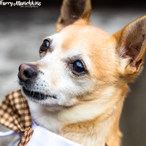 Nitro ~ 6.5yo Chihuahua boy (On Trial 30/9/17)