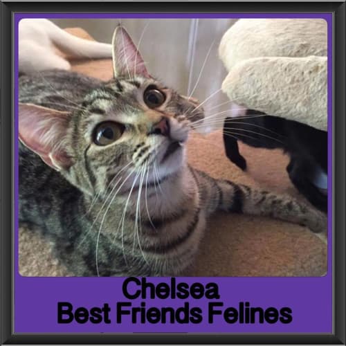 Chelsea