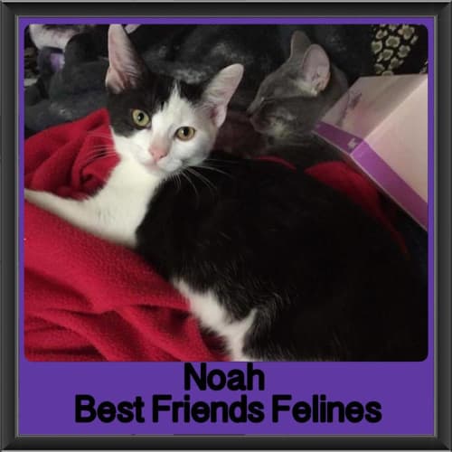 Noah