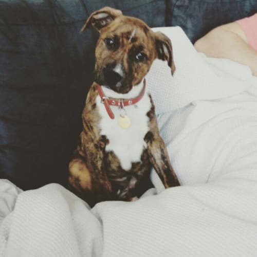 Sass