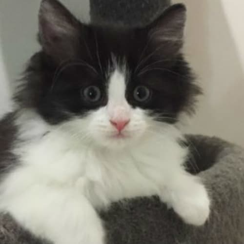 Smudge