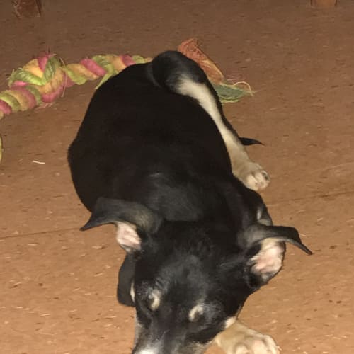 Pluto
