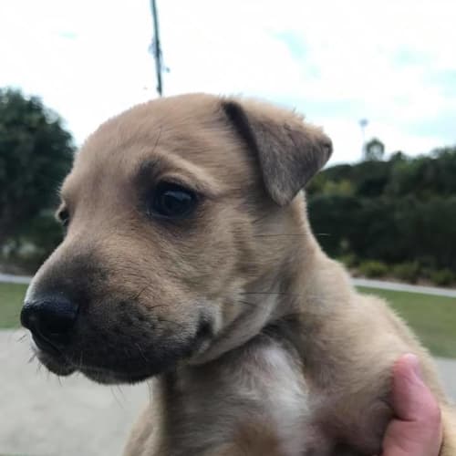 Wonton - Will be at Rspca Big Adopt Out