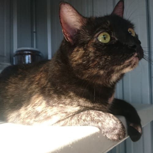 Cali @ The Pet House