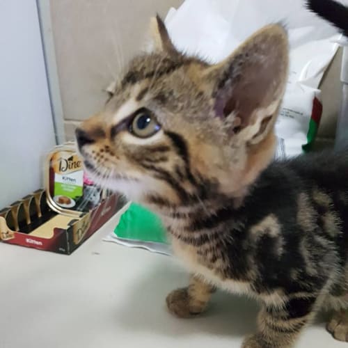 Tone *2nd Chance Cat Rescue*