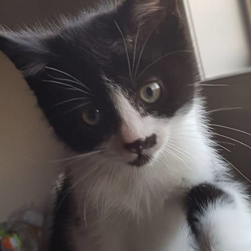 Tempo *2nd Chance Cat Rescue*