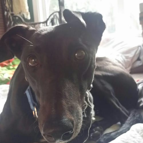 “Jazzy”, Four-Legged Wonder Woman. Gold Coast