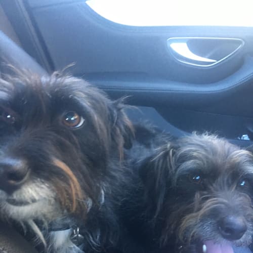 Scooby and Mikayla ***bonded pair