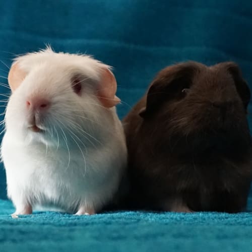 Taylor and Jordon - Indoor Home Only