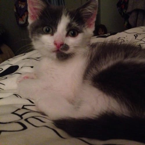Morrison *2nd Chance Cat Rescue*