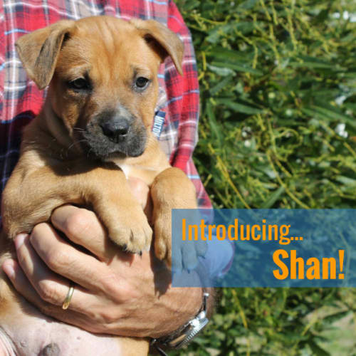 Shan