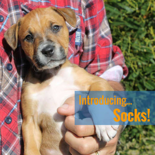 Socks