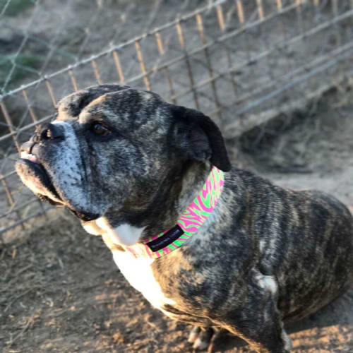 Zahlie the Bulldog