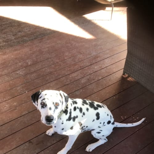 Ruby (Assisted Rehome)