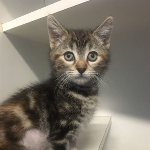 Lulu